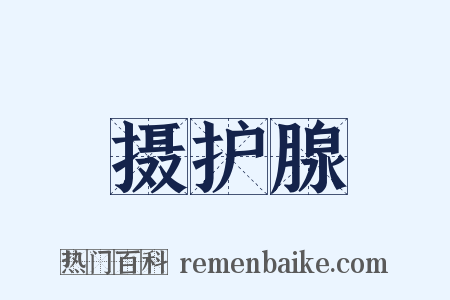 摄护腺是什么意思的图片